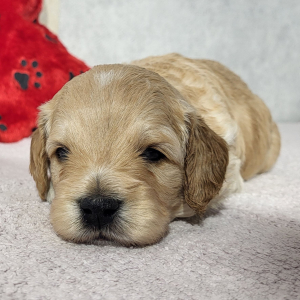Goldendoodle Puppy Dax
