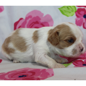 Cavalier King Charles Spaniel Puppy Celine
