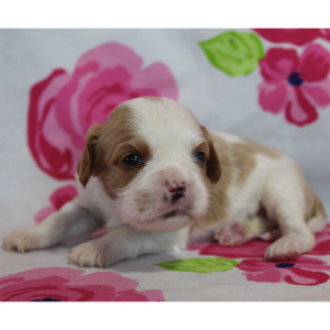 Cavalier King Charles Spaniel Puppy Celine