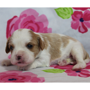 Cavalier King Charles Spaniel Puppy Celine
