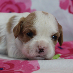 Cavalier King Charles Spaniel Puppy Celine