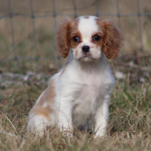 Cavalier King Charles Spaniel Puppy Celine