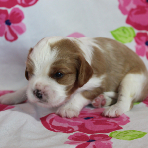 Cavalier King Charles Spaniel Puppy Snickers