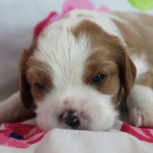 Cavalier King Charles Spaniel Puppy Snickers
