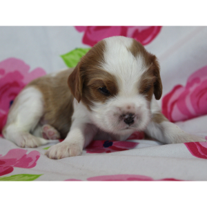 Cavalier King Charles Spaniel Puppy Snickers