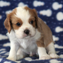 Cavalier King Charles Spaniel Puppy Snickers