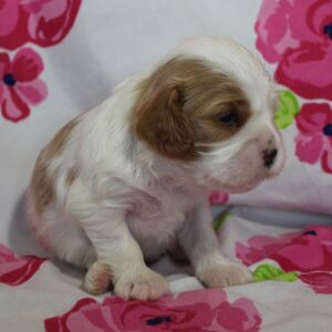 Cavalier King Charles Spaniel Puppy Twix