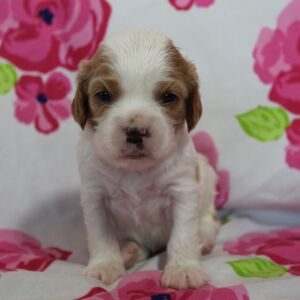 Cavalier King Charles Spaniel Puppy Twix