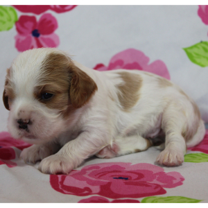 Cavalier King Charles Spaniel Puppy Twix