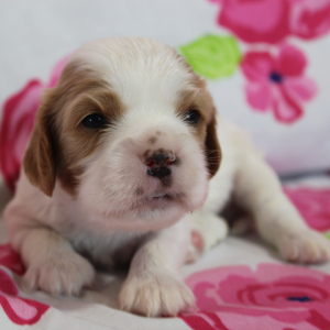 Cavalier King Charles Spaniel Puppy Twix