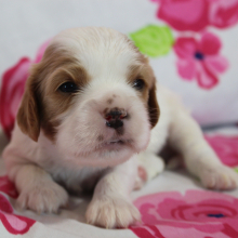 Cavalier King Charles Spaniel Puppy Twix