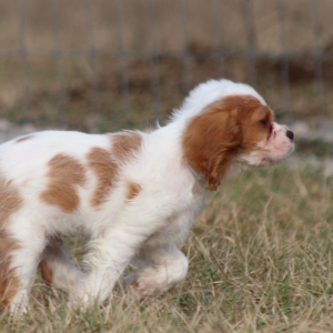 Cavalier King Charles Spaniel Puppy Twix