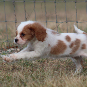 Cavalier King Charles Spaniel Puppy Twix