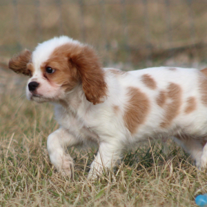 Cavalier King Charles Spaniel Puppy Twix