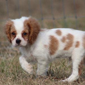Cavalier King Charles Spaniel Puppy Twix