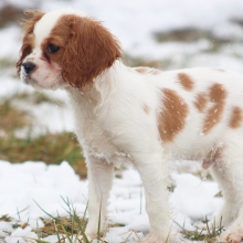 Cavalier King Charles Spaniel Puppy Twix