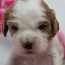 Cavalier King Charles Spaniel Puppy Twizzler
