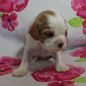 Cavalier King Charles Spaniel Puppy Twizzler