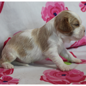 Cavalier King Charles Spaniel Puppy Twizzler