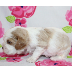 Cavalier King Charles Spaniel Puppy Twizzler