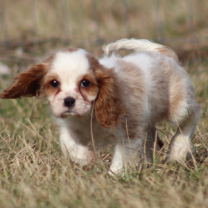 Cavalier King Charles Spaniel Puppy Twizzler