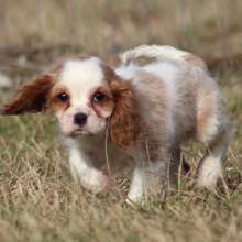 Cavalier King Charles Spaniel Puppy Twizzler