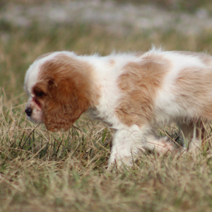 Cavalier King Charles Spaniel Puppy Twizzler
