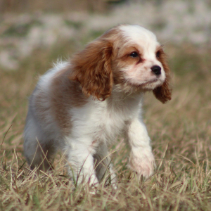 Cavalier King Charles Spaniel Puppy Twizzler