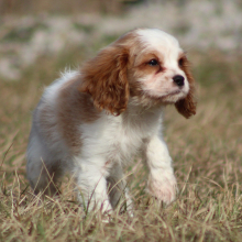 Cavalier King Charles Spaniel Puppy Twizzler
