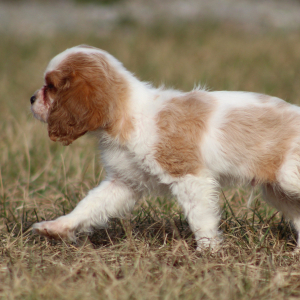 Cavalier King Charles Spaniel Puppy Twizzler