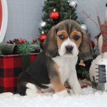 Beagle Puppy Abby
