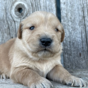 Golden Retriever Puppy Brenda