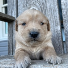 Golden Retriever Puppy Brenda