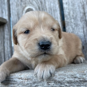 Golden Retriever Puppy Brenda