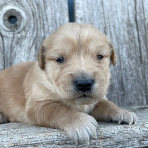 Golden Retriever Puppy Brenda
