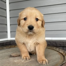 Golden Retriever Puppy Brenda