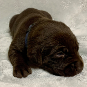 Labrador Retriever Puppy Skye