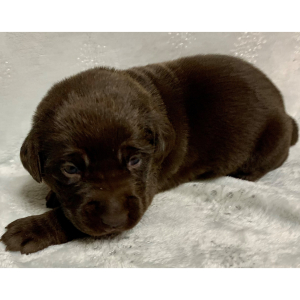 Labrador Retriever Puppy Skye