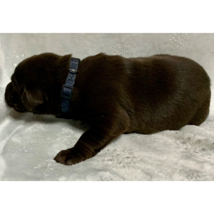 Labrador Retriever Puppy Skye