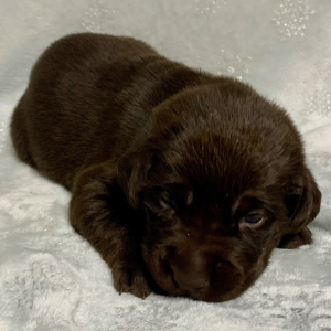 Labrador Retriever Puppy Skye
