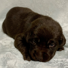 Labrador Retriever Puppy Skye