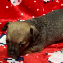 Chihuahua Puppy Gunnar