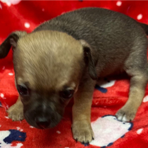 Chihuahua Puppy Gunnar
