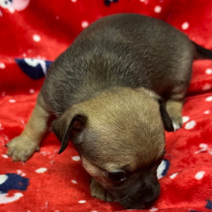 Chihuahua Puppy Gunnar