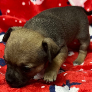 Chihuahua Puppy Gunnar