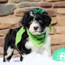 Portuguese Water Dog Puppy Zena