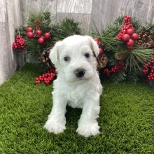 Miniature Schnauzer Puppy Leo