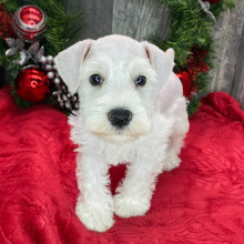 Miniature Schnauzer Puppy Leo