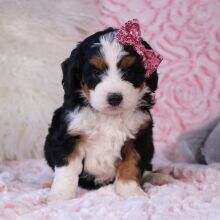 Bernedoodle Puppy Candice