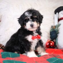 Bernedoodle Puppy Lucas